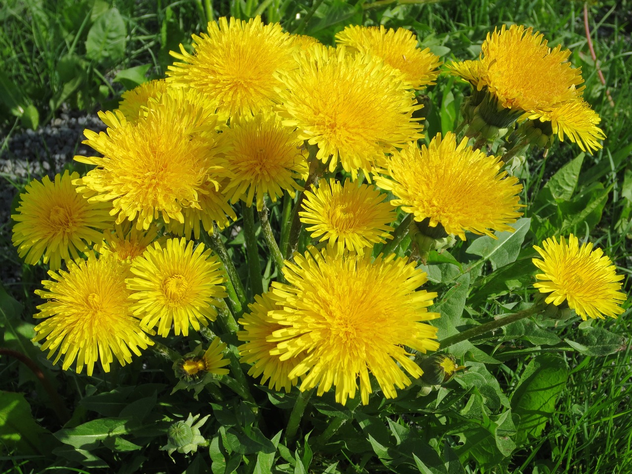 dandelion, summer, yellow-351591.jpg